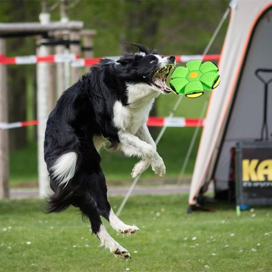 Pet Toy Ball