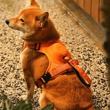 Dog Harness with Leash Retractable